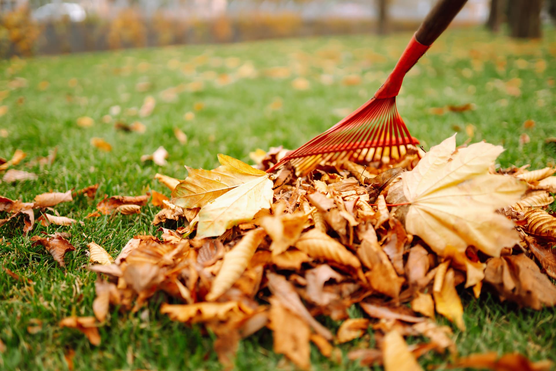 Blog post Fall Cleanups That Prepare Your Landscape for Spring — Not Just a Sweep image
