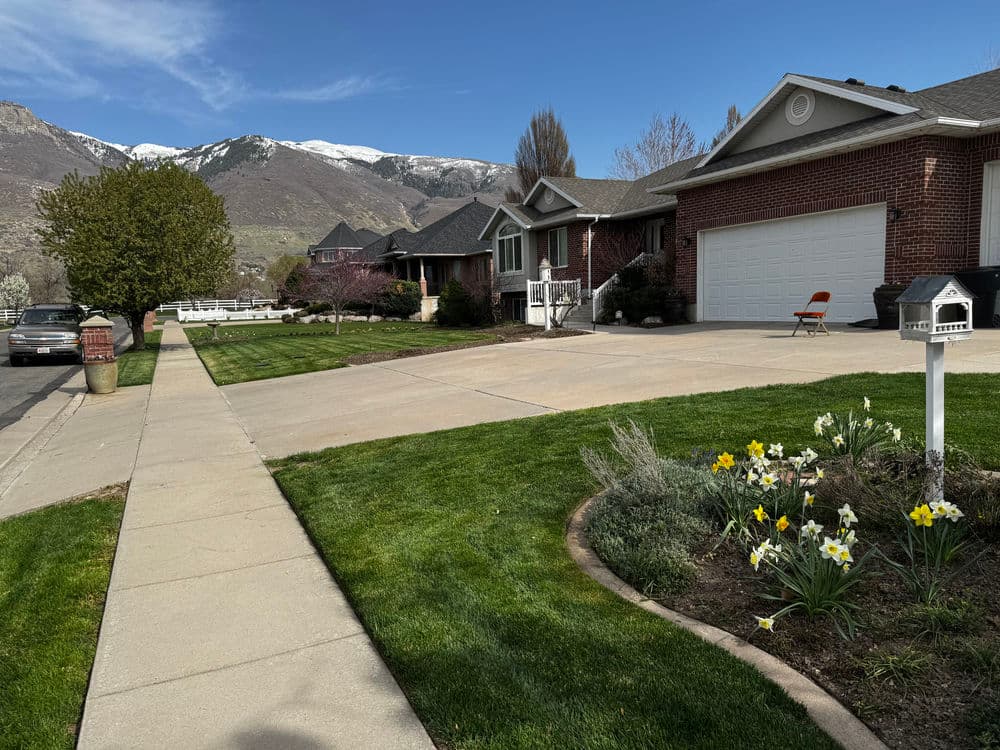 Residential neighborhood with landscaped lawns, snowy mountains in the background, and blooming daffodils.